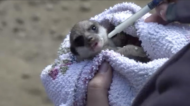 Handaufzucht von Erdmännchen-Baby (Foto: SAT.1 NRW)