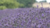 Provence in Ostwestfalen (Foto: SAT.1 NRW)