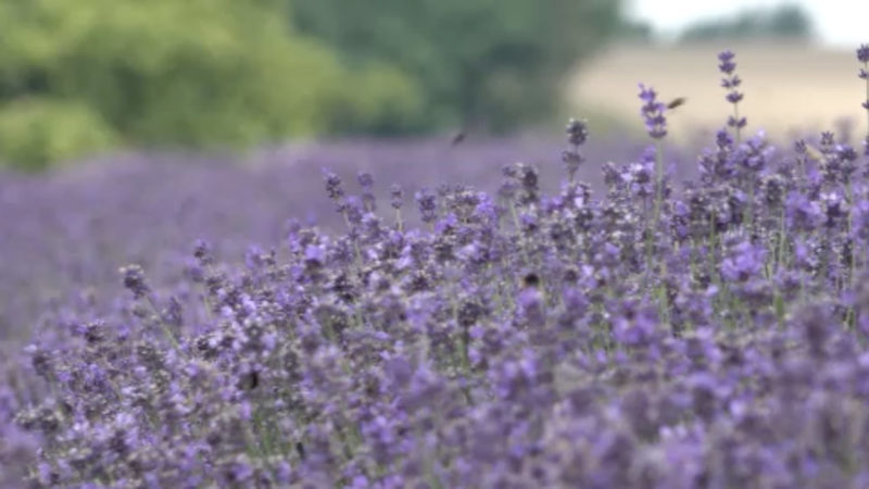 Provence in Ostwestfalen (Foto: SAT.1 NRW)