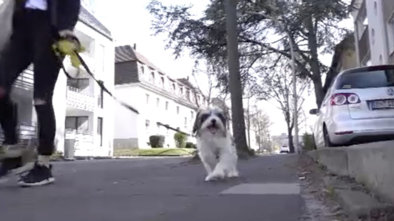 Gassipflicht für Hundehalter (Foto: SAT.1 NRW)