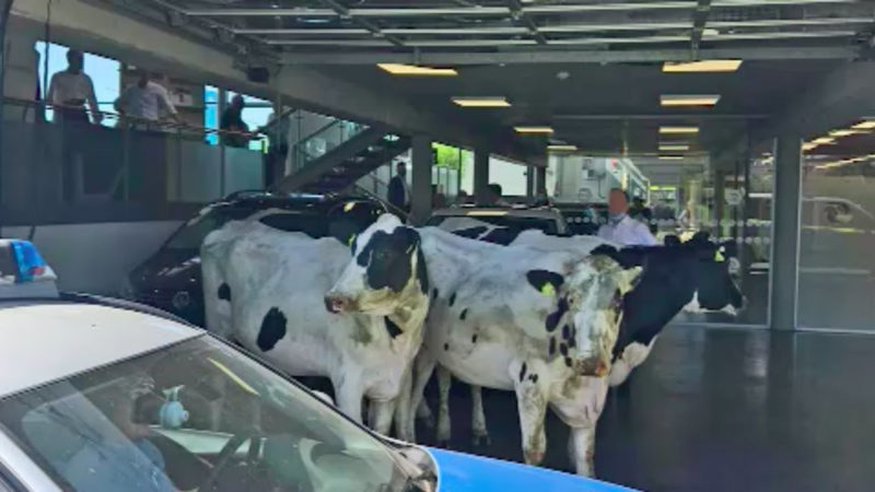 Kühe im Autohaus (Foto: SAT.1 NRW)