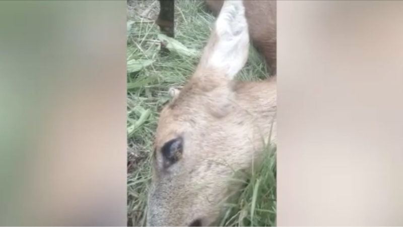 Fast zu Tode gehetzt: Jäger muss Reh erschießen (Foto: SAT.1 NRW)