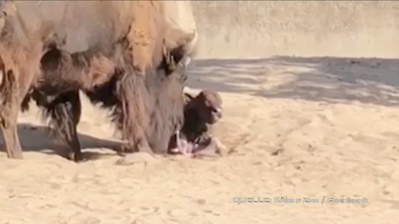 Bisonbaby im Kölner Zoo geboren (Foto: SAT.1 NRW)