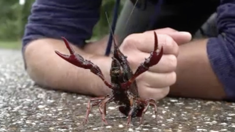 Krebs-Invasion am Kemnader See (Foto: SAT.1 NRW)