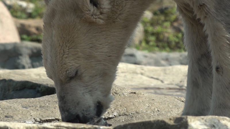 Eisbärin Nanook beim Umzugstraining (Foto: SAT.1 NRW)