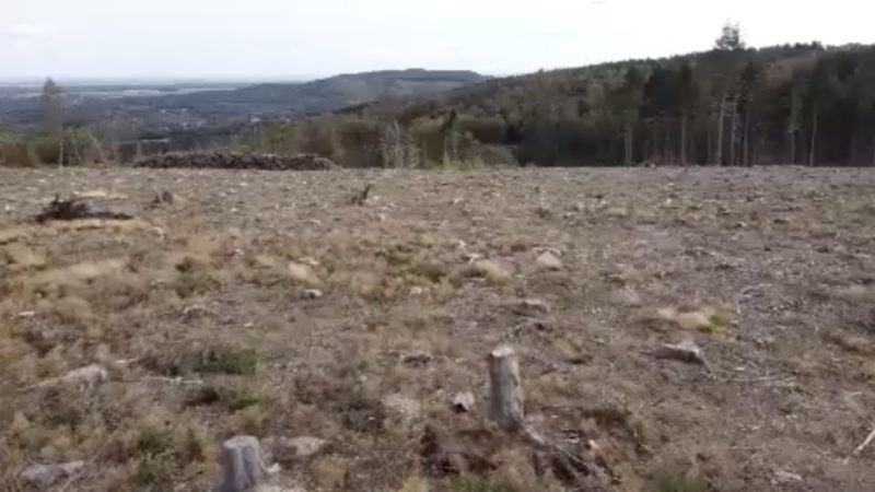 Tote Wälder - ausgetrocknete Talsperren (Foto: SAT.1 NRW)