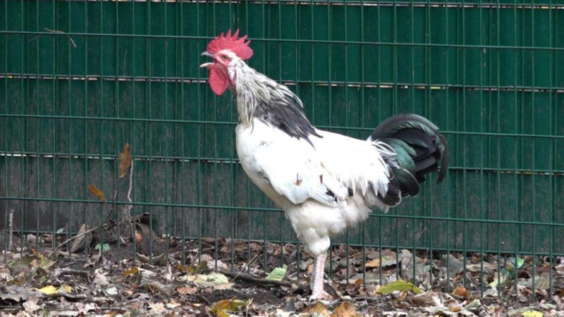 Tiere wegen Corona abgegeben (Foto: SAT.1 NRW)