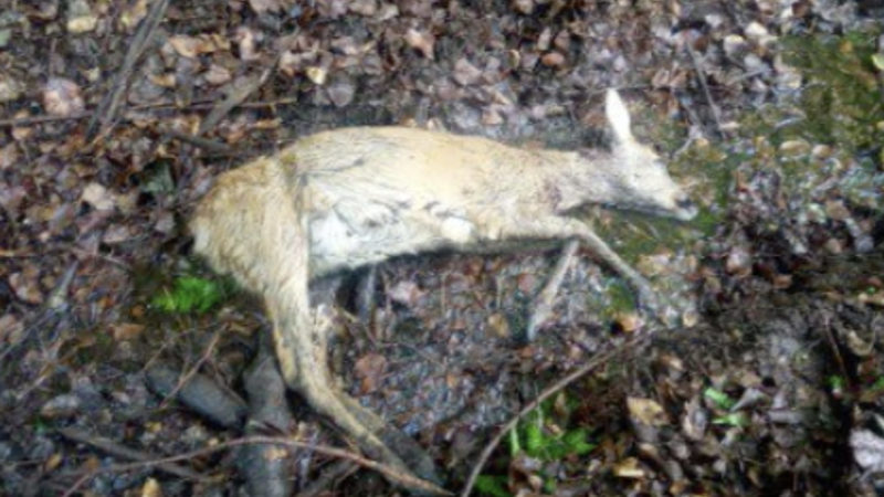 Immer mehr Hunde töten Rehe (Foto: SAT.1 NRW)