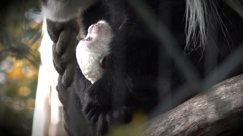 Krefelder Zoo blickt in die Zukunft (Foto: SAT.1 NRW)