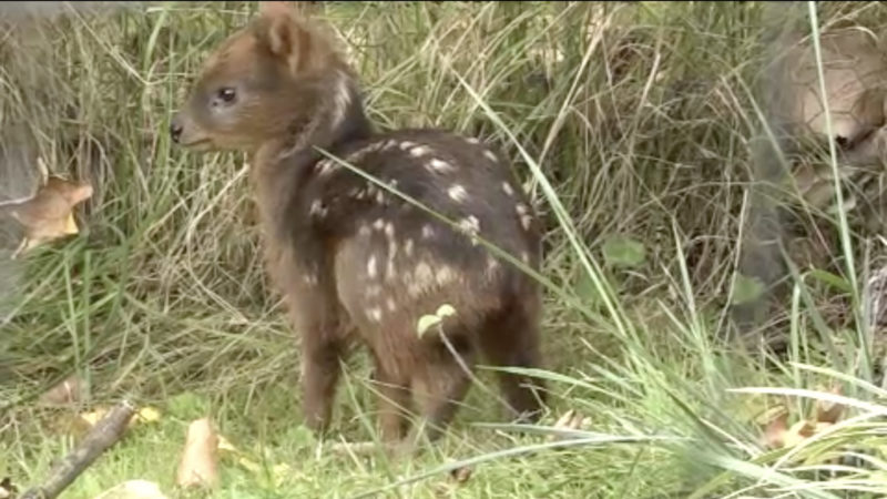 Mini-Hirschbaby im Kölner Zoo (Foto: SAT.1 NRW)