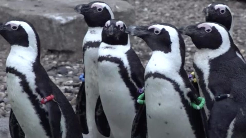 Neue Pinguine in der Zoom-Erlebniswelt (Foto: SAT.1 NRW)