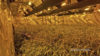 SEK-Einsatz: Cannabis-Plantage in Werkstatt entdeckt (Foto: SAT.1 NRW)