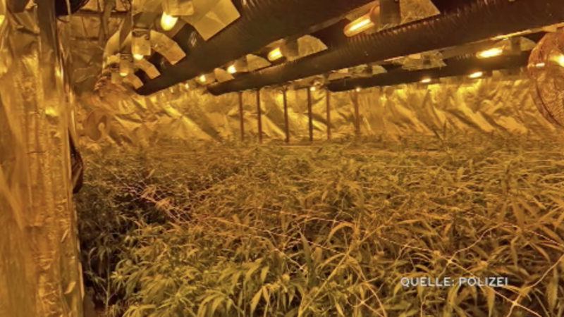 SEK-Einsatz: Cannabis-Plantage in Werkstatt entdeckt (Foto: SAT.1 NRW)