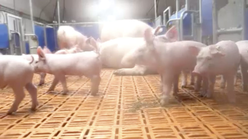 Neues Bau-Konzept für bessere Schweinehaltung (Foto: SAT.1 NRW)