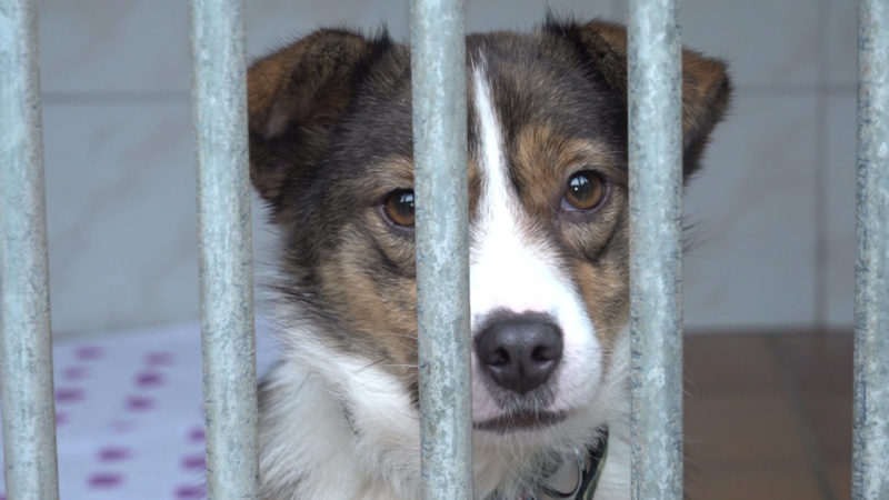 Spenden statt Böllern (Foto: SAT.1 NRW)