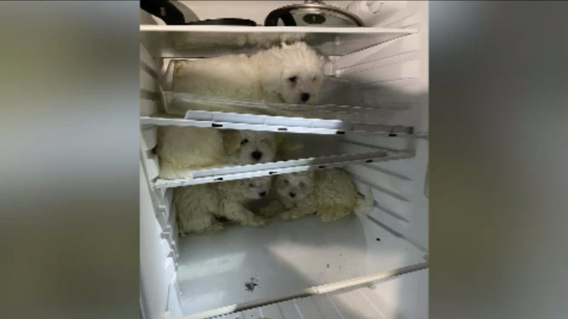 Kühlschrankwelpen auf dem Weg der Besserung (Foto: SAT.1 NRW)