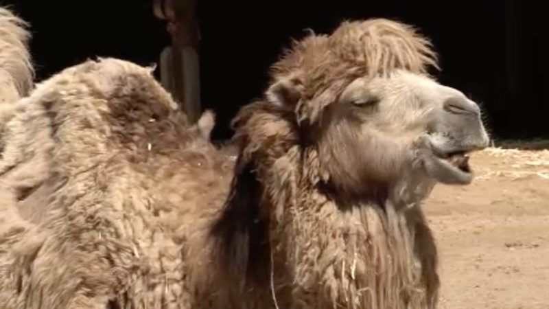 Bester Zoo in Gelsenkirchen (Foto: SAT.1 NRW)