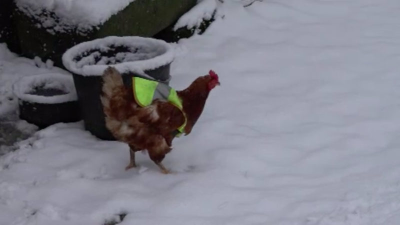 Henne liefert Frühstückseier (Foto: SAT.1 NRW)