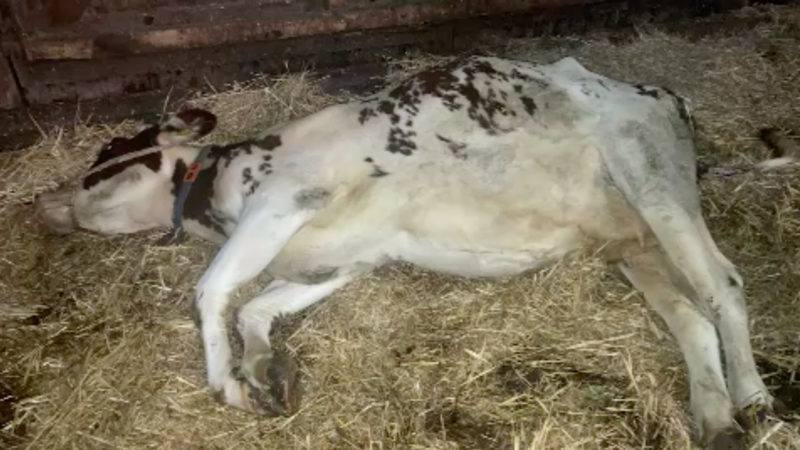 Plastikmüll tötet Kuh (Foto: SAT.1 NRW)