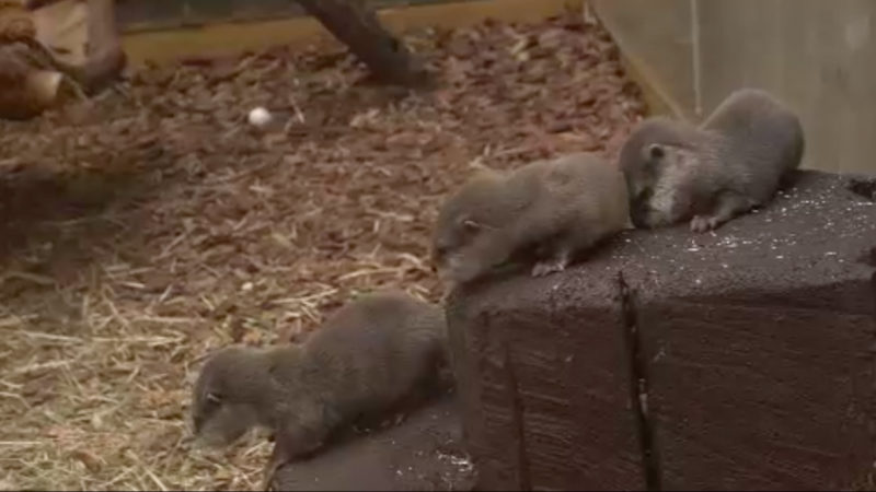 Zwergotter-Nachwuchs im Zoo (Foto: SAT.1 NRW)