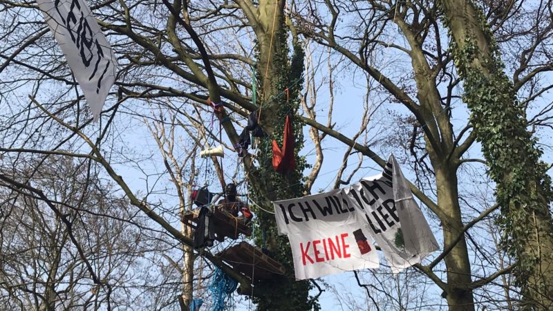 Aktivisten besetzen Bäume im Storck-Wald (Foto: SAT.1 NRW)