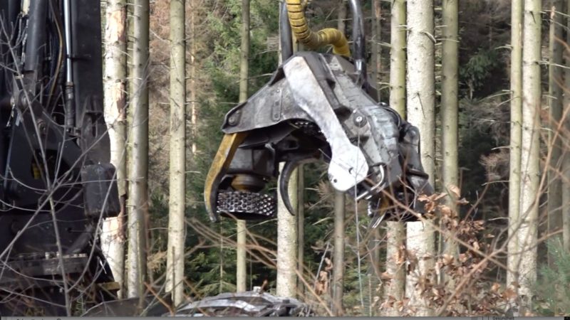 Wälder sterben ab (Foto: SAT.1 NRW)