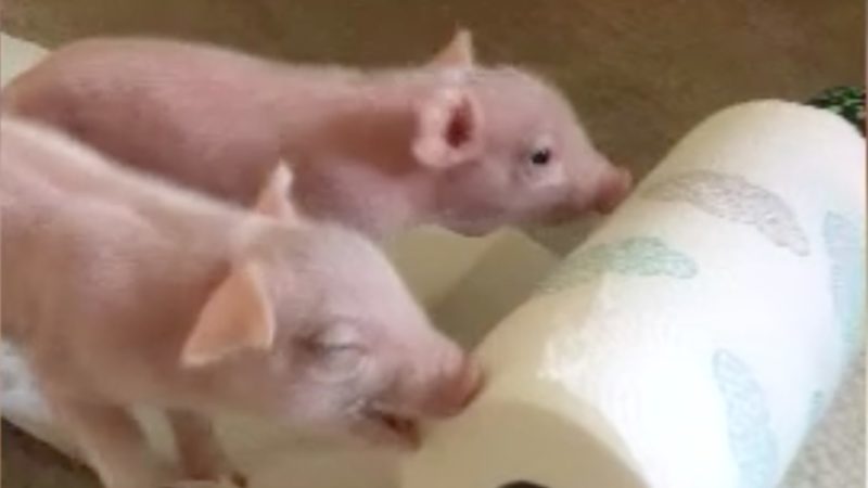 Ferkel haben Schwein gehabt (Foto: SAT.1 NRW)