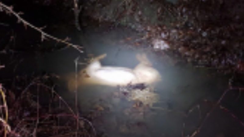 Unbekannter entsorgt tote Ferkel in Natur (Foto: SAT.1 NRW)