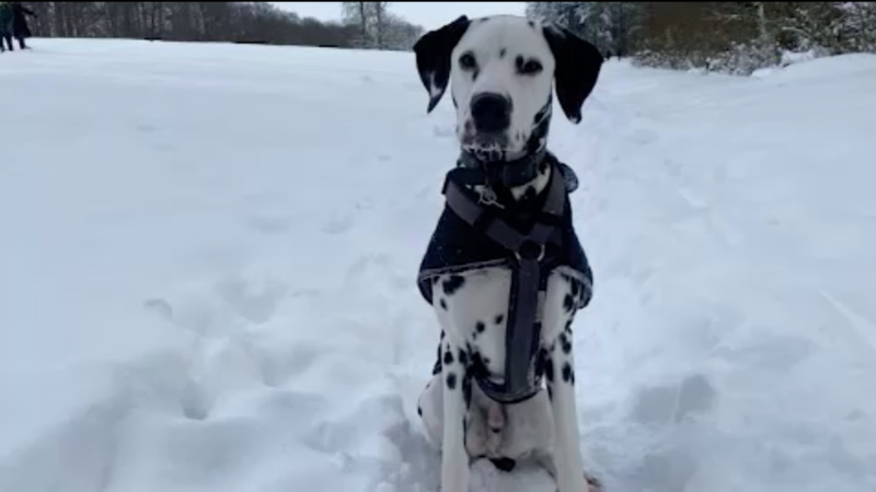 So schützen Sie Ihren Hund bei Kälte (Foto: SAT.1 NRW)