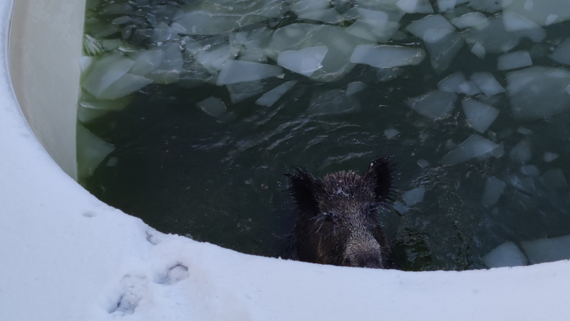 Wildschwein bricht in Pool ein (Foto: SAT.1 NRW)