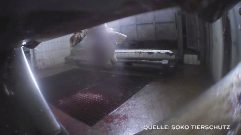 Vorwürfe gegen Schlachthof: Schockvideo zeigt illegales Schächten (Foto: SAT.1 NRW)