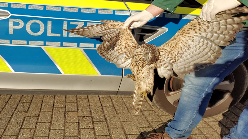 Greifvögel offenbar vergiftet (Foto: SAT.1 NRW)