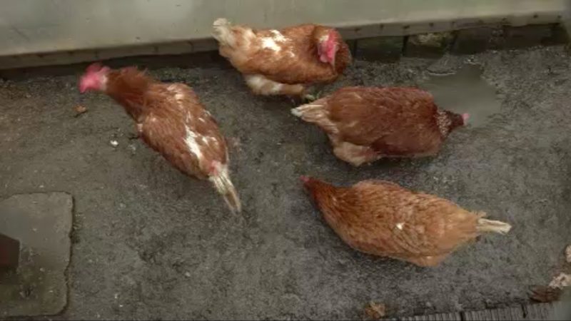 Kölnerin holt Hennen aus Massentierhaltung (Foto: SAT.1 NRW)