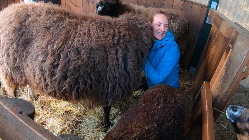 Kuscheln mit Schafen (Foto: SAT.1 NRW)