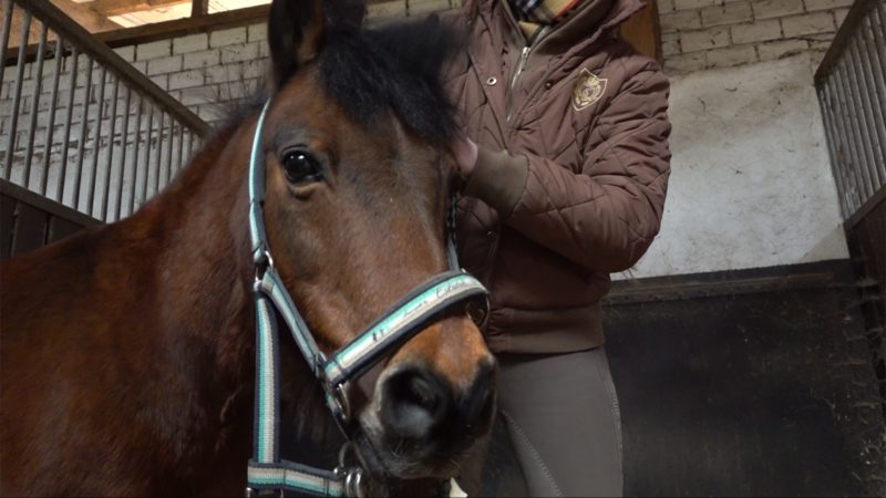 Pferdehof braucht neues Zuhause (Foto: SAT.1 NRW)