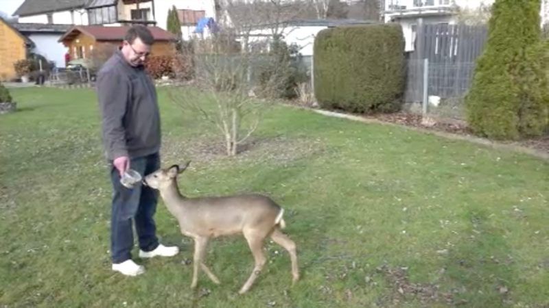 Reh wohnt im Garten (Foto: SAT.1 NRW)