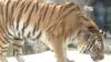Sibirischer Tiger im Kölner Zoo (Foto: SAT.1 NRW)