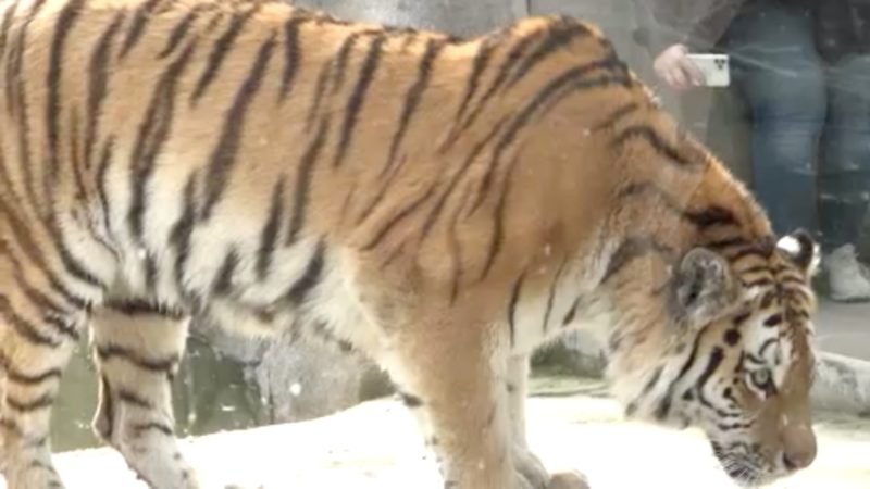 Sibirischer Tiger im Kölner Zoo (Foto: SAT.1 NRW)