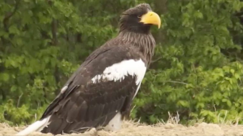 Vermisster Grobi in Ungarn aufgetaucht (Foto: SAT.1 NRW)