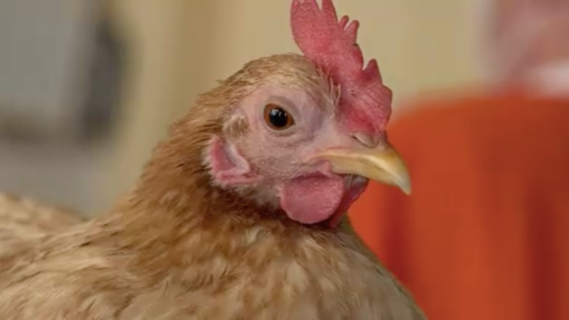 Tausende Tiere wegen Vogelgrippe getötet (Foto: SAT.1 NRW)