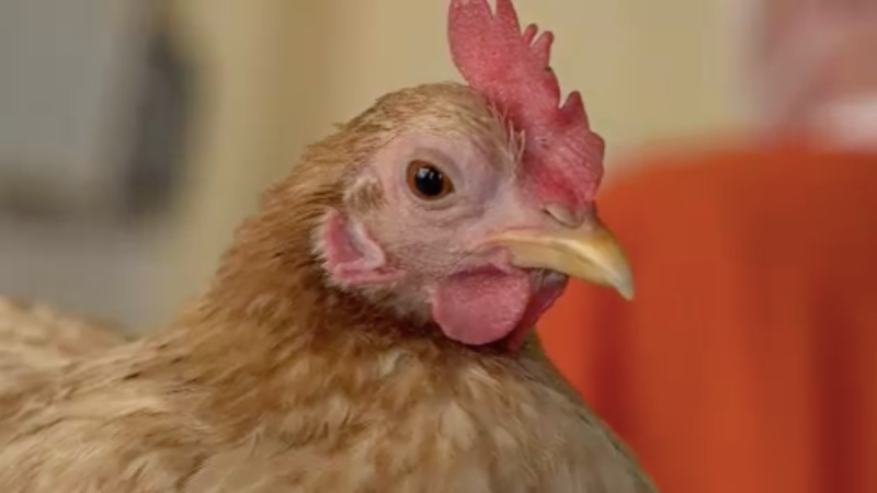 Huhn beim Friseur (Foto: SAT.1 NRW)