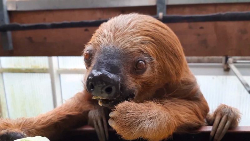 Ältestes Zoofaultier der Welt (Foto: SAT.1 NRW)