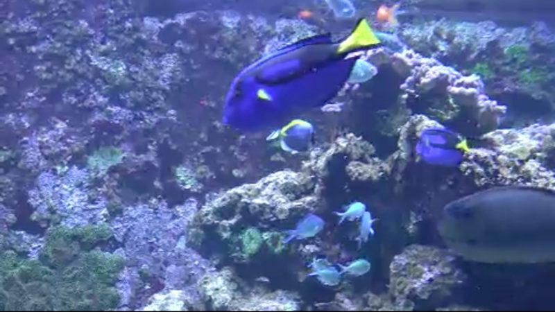 Kölner Aquarium feiert 50. Geburtstag (Foto: SAT.1 NRW)