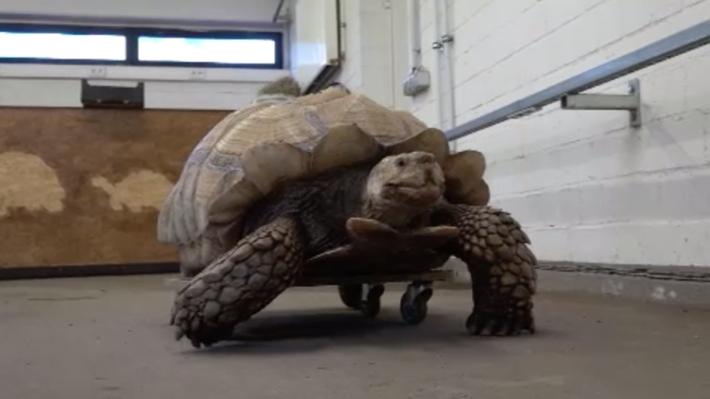 Rollbrett für Schildkröte Helmuth (Foto: SAT.1 NRW)