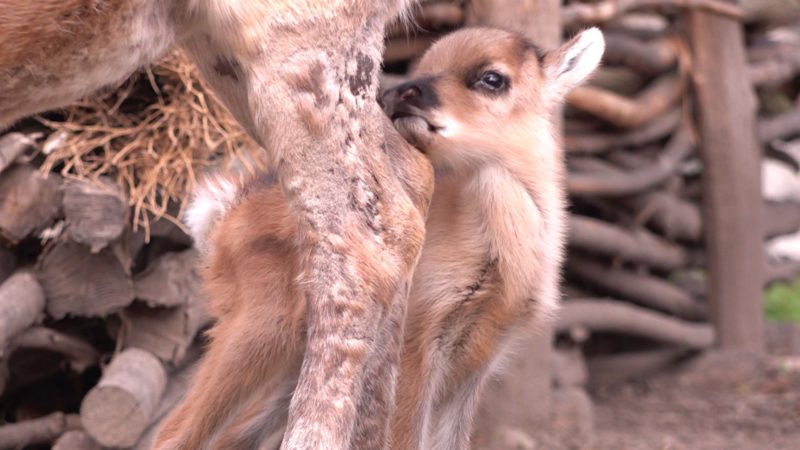 Babyboom in den NRW Zoos (Foto: SAT.1 NRW)