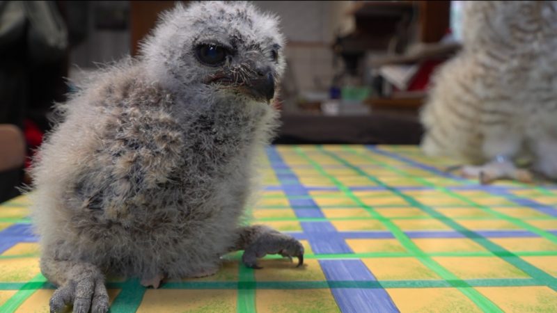 Baby-Eule mit der Hand aufgezogen (Foto: SAT.1 NRW)