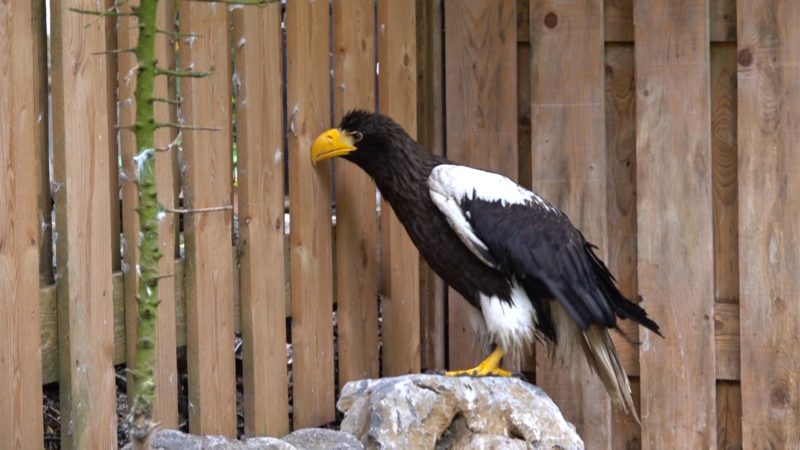 Grobi ist wieder zu Hause (Foto: SAT.1 NRW)