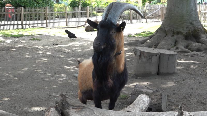 FC-Geißbock Hennes bekommt Biografie (Foto: SAT.1 NRW)