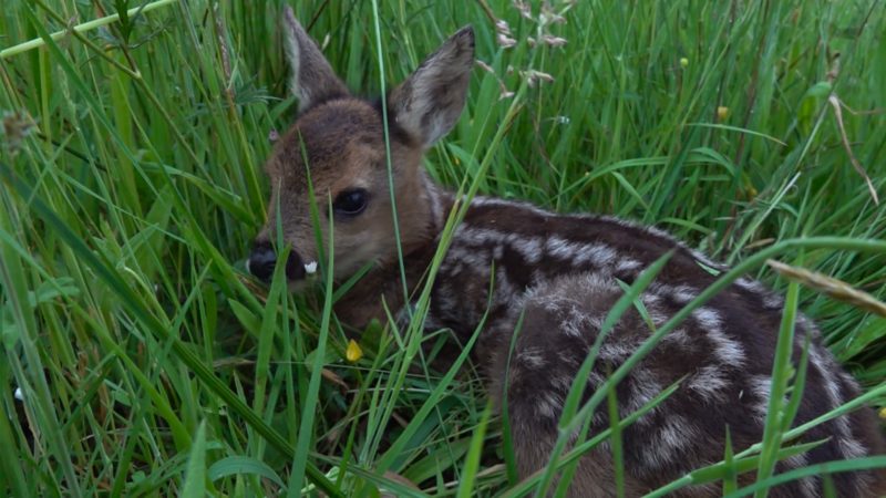 Drohnen helfen bei Rehkitz-Rettung (Foto: SAT.1 NRW)