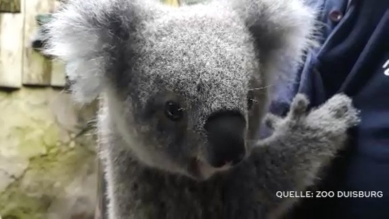 Koala-Baby ist gesund (Foto: SAT.1 NRW)